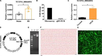 Vi4-miR-185-5p-Igfbp3 Network Protects the Brain From Neonatal Hypoxic Ischemic Injury via Promoting Neuron Survival and Suppressing the Cell Apoptosis